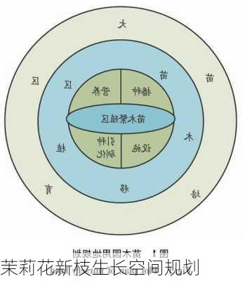 茉莉花新枝生长空间规划