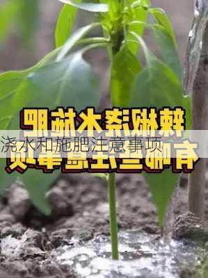 浇水和施肥注意事项