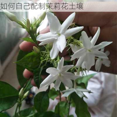 如何自己配制茉莉花土壤