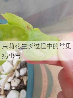 茉莉花生长过程中的常见病虫害