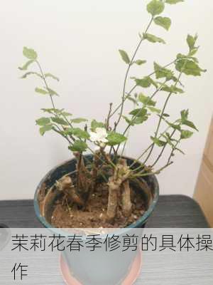 茉莉花春季修剪的具体操作