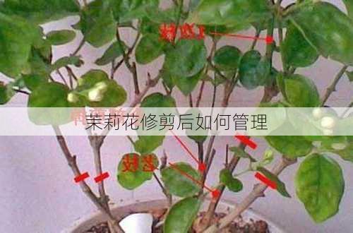 茉莉花修剪后如何管理