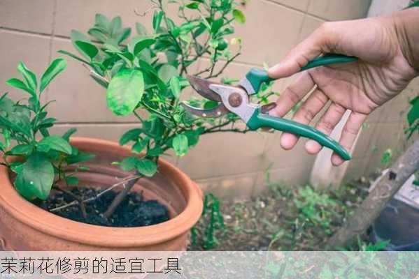 茉莉花修剪的适宜工具