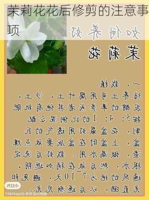 茉莉花花后修剪的注意事项