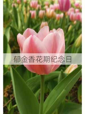 郁金香花期纪念日