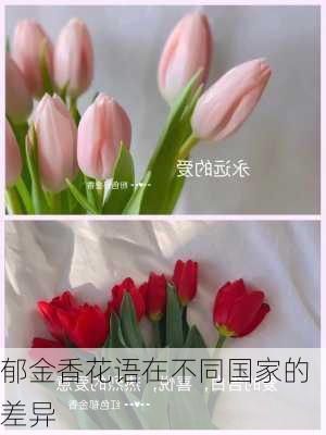 郁金香花语在不同国家的差异