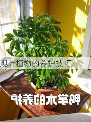 观叶植物的养护技巧