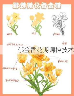 郁金香花期调控技术