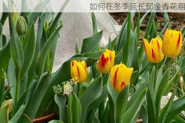 如何在冬季延长郁金香花期