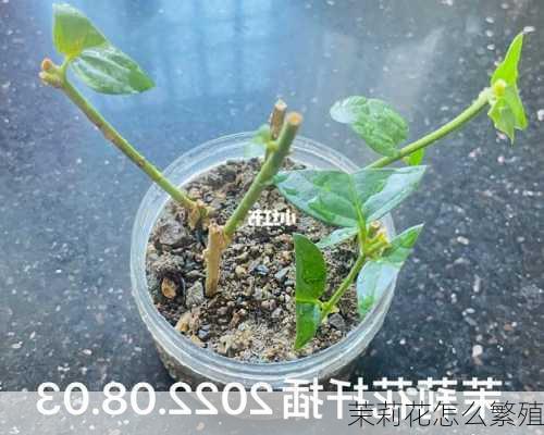 茉莉花怎么繁殖