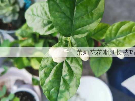 茉莉花花期延长技巧