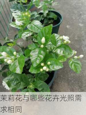 茉莉花与哪些花卉光照需求相同