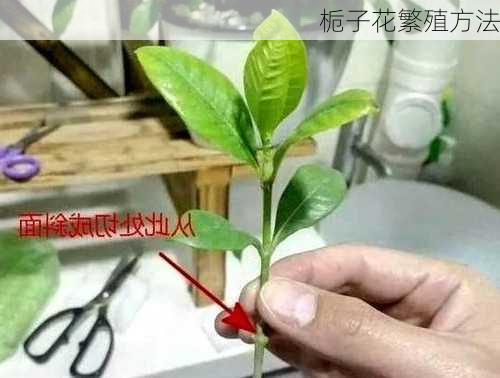 栀子花繁殖方法