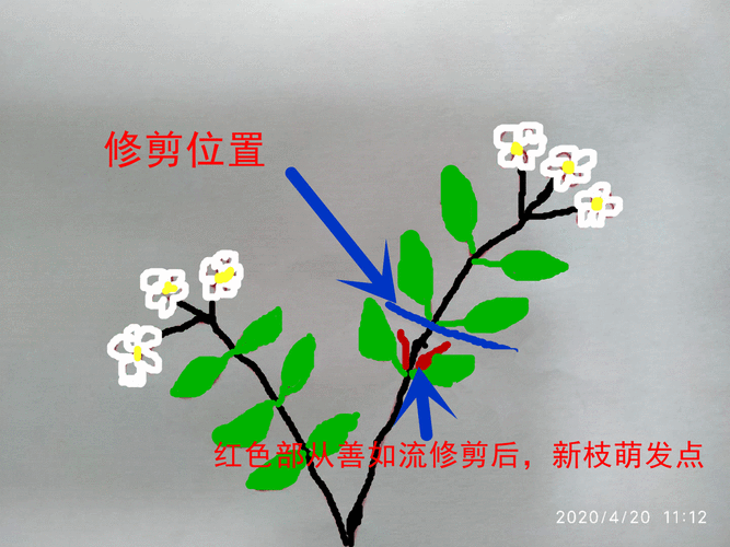 茉莉花花期修剪的具体步骤