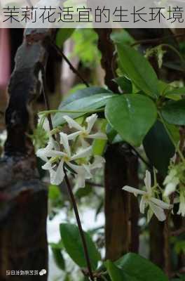 茉莉花适宜的生长环境