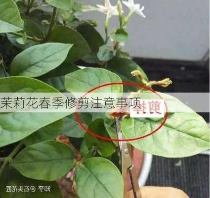 茉莉花春季修剪注意事项