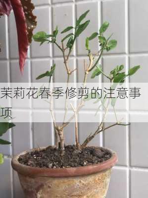 茉莉花春季修剪的注意事项