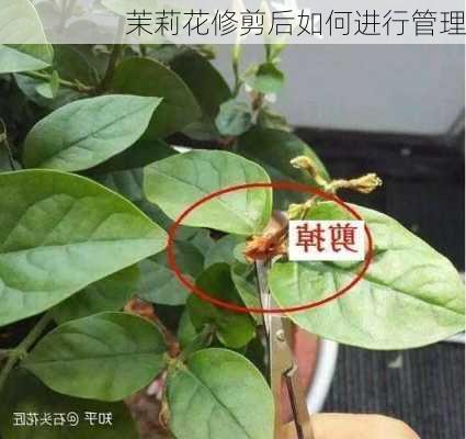 茉莉花修剪后如何进行管理