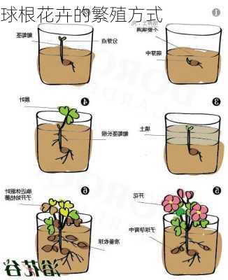 球根花卉的繁殖方式