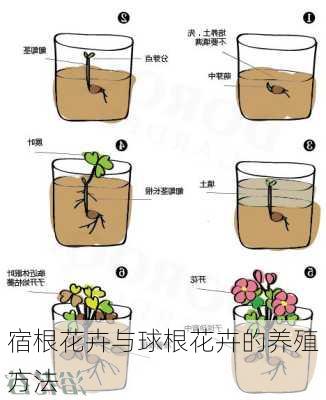 宿根花卉与球根花卉的养殖方法