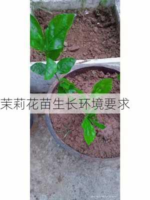 茉莉花苗生长环境要求