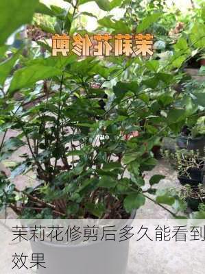 茉莉花修剪后多久能看到效果