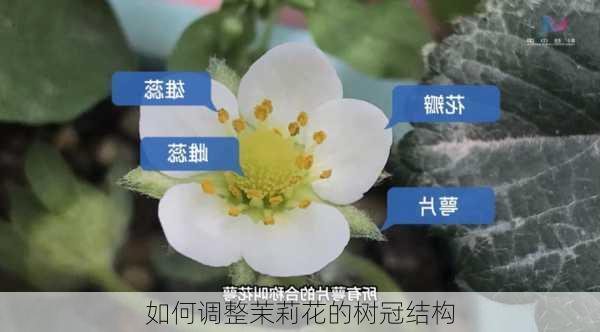 如何调整茉莉花的树冠结构