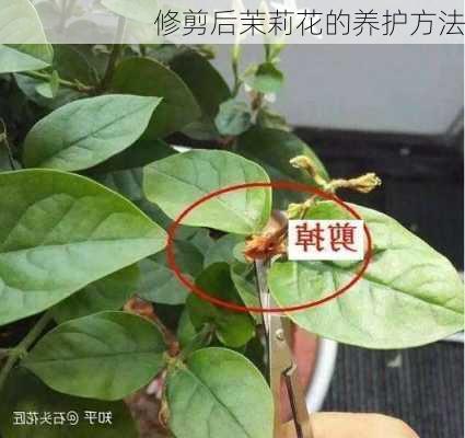 修剪后茉莉花的养护方法