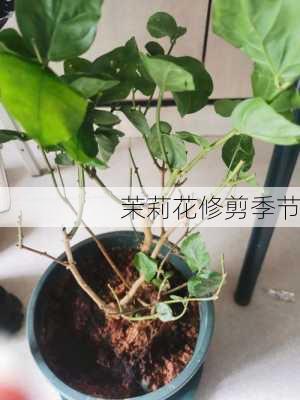 茉莉花修剪季节