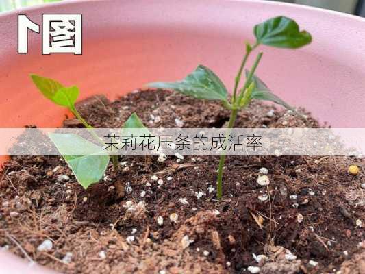 茉莉花压条的成活率