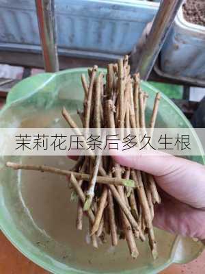 茉莉花压条后多久生根