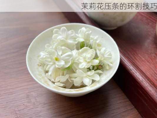 茉莉花压条的环割技巧