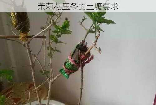 茉莉花压条的土壤要求