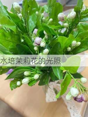 水培茉莉花的光照