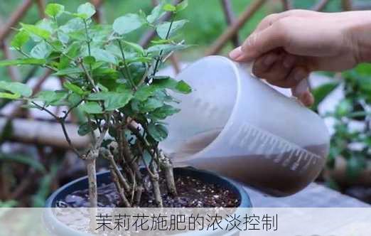 茉莉花施肥的浓淡控制