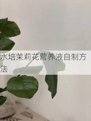 水培茉莉花营养液自制方法