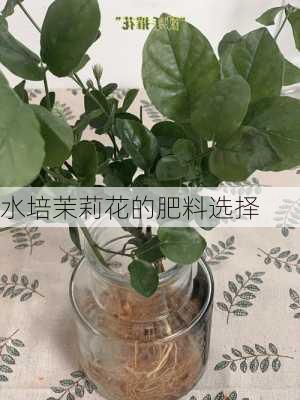 水培茉莉花的肥料选择