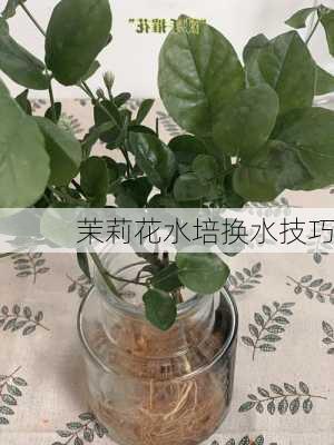 茉莉花水培换水技巧