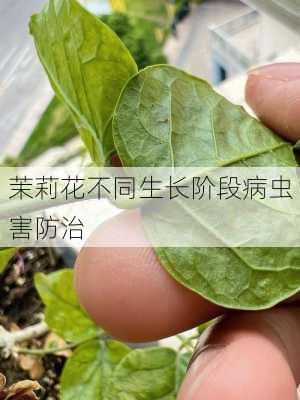 茉莉花不同生长阶段病虫害防治