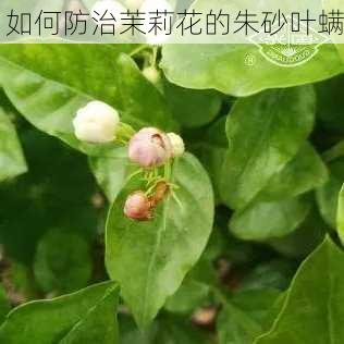 如何防治茉莉花的朱砂叶螨