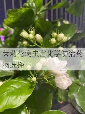 茉莉花病虫害化学防治药物选择