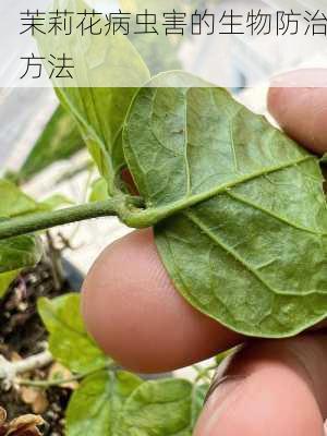 茉莉花病虫害的生物防治方法