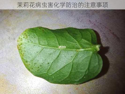 茉莉花病虫害化学防治的注意事项