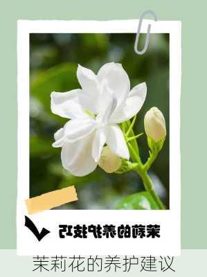 茉莉花的养护建议