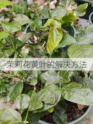 茉莉花黄叶的解决方法