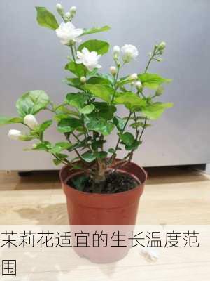 茉莉花适宜的生长温度范围