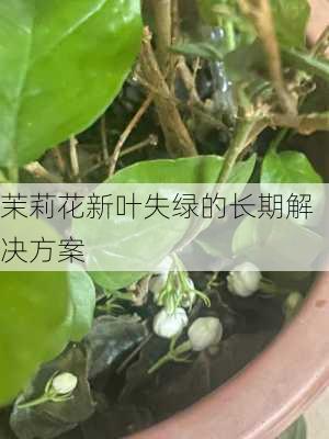 茉莉花新叶失绿的长期解决方案