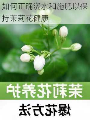 如何正确浇水和施肥以保持茉莉花健康