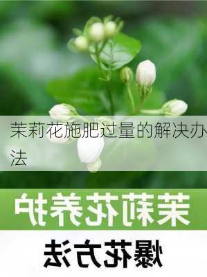 茉莉花施肥过量的解决办法