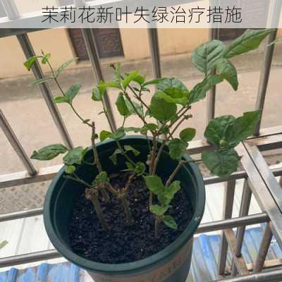 茉莉花新叶失绿治疗措施